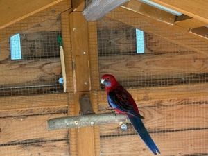 verkaufe einen pennantsittich und einen ziegensittich