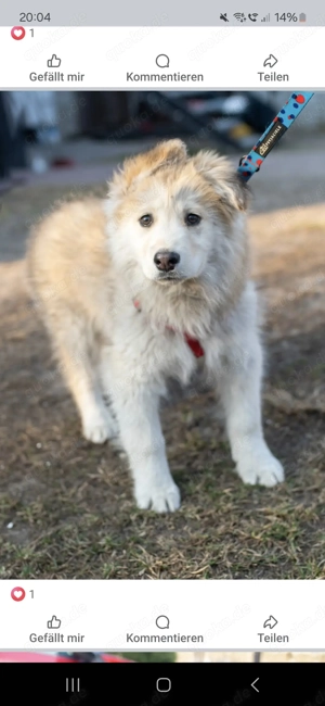 Welpen Gesucht   Familienmitglied gesucht 