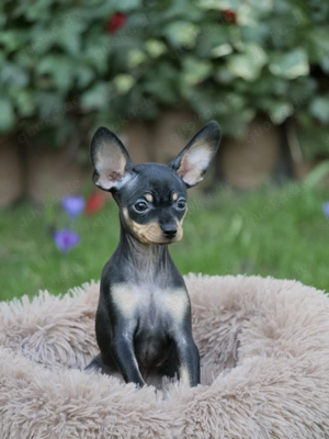 Russkiy Toy Welpen mit VDH Ahnentafel!