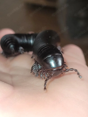 Afrikanischer Tausendfüßer 