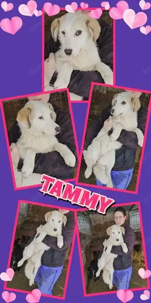 Süße Tammy möchte ausreisen!