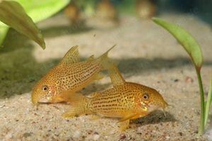 Hoplisoma eversi - Corydoras - Panzerwelse - Fische - Aquarium