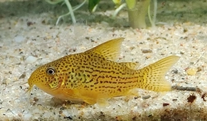 Hoplisoma eversi - Corydoras - Panzerwelse - Fische - Aquarium Bild 2