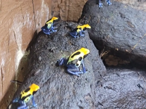 Dendrobates Tinctorius Brasilianer 