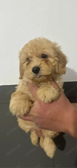 Maltipoo Welpen