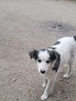 Ray, hübscher Jungspund sucht Körbchen zum Bleiben Bild 5