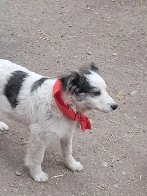 Ray, hübscher Jungspund sucht Körbchen zum Bleiben Bild 3