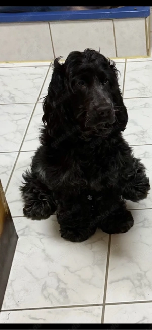 Englische Cocker Spaniel Welpen Bild 3