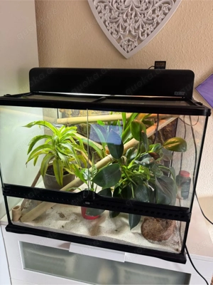 Terrarium EXO Terra mit Madagaskar Taggecko 