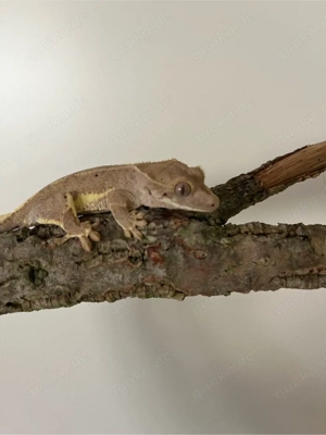 Kronengecko Weibchen lilly white