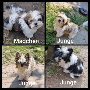 süsse shihtzu- yorkie