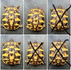 Griechische Landschildkröten THB 