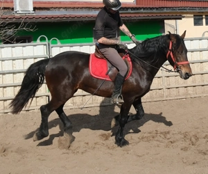 Friesenmixwallach Eddy Bild 5