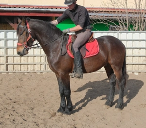 Friesenmixwallach Eddy Bild 6