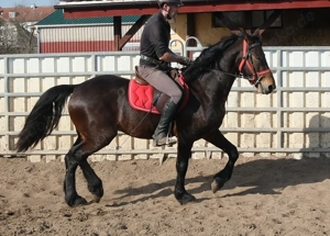 Friesenmixwallach Eddy Bild 3