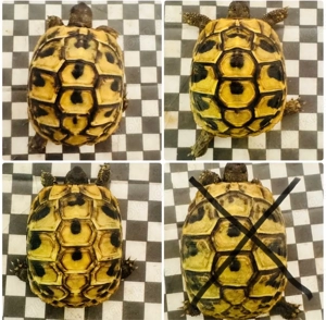 Griechische landschildkröte THB 