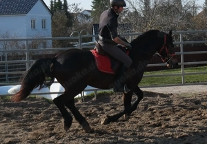 Friesenmixwallach Eddy Bild 4