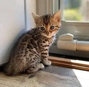 Britisch Kurzhaar-Kätzchen 