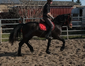 Friesenmixwallach Eddy Bild 2