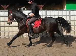 Friesenmixwallach Eddy Bild 10