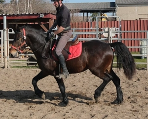 Friesenmixwallach Eddy Bild 9