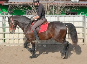 Friesenmixwallach Eddy Bild 8