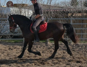 Friesenmixwallach Eddy Bild 7