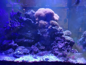 Lebendgestein aus aquariumauflösung 