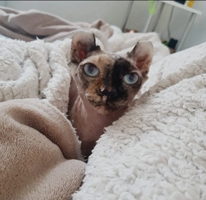 Sphynx Elf Mädchen Katze