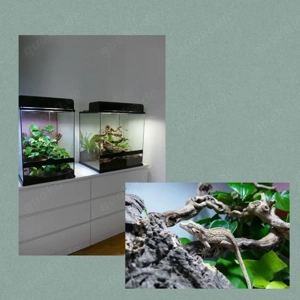 Höckerkopfgecko Rhacodactylus auriculatus Gecko mit Terrarium 