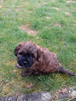 Shihpoo - Shih Tzu x Pudel - Maltipoo