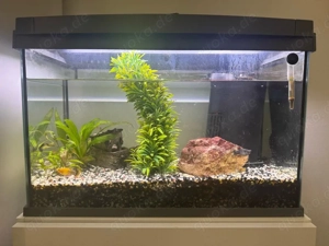 aquarium zu verksufen 50 