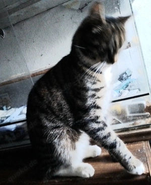 Hübsches Katerchen abzugeben 