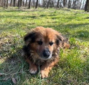 *BILBO* Der kleine, liebe Hundeopi versteht sich mit jedem und allem