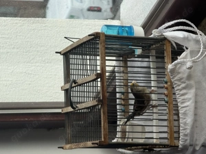 Stieglitz Kanarien Mischling von 2025