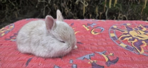 süße Zwergkaninchenbabys demnächst abzugeben, Löffelohren, Löwenzwerge in lutino