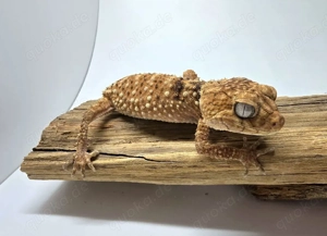 1.1 Nephrurus amyae  Bild 3