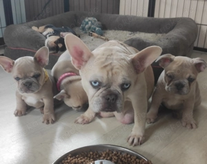Einzigartige Französische Bulldoggen   Welpen   freiatmend   blaue Augen 