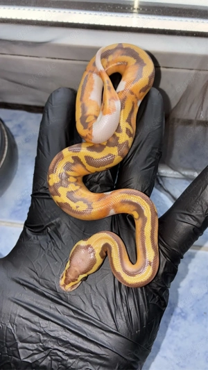 Königspythons schöne jubgtiere 