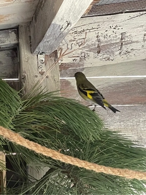 Magellanzeisig Pärchen 2025 