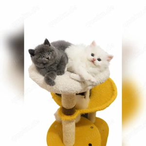 Wunderschöne Flauschebärchen