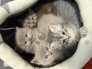 2. zuckersüsse BKH   BLH Kitten - lilac Mädchen 