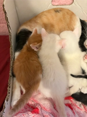 3 Kater Kitten  geb. 22.02.26