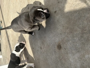 Old Englisch Boxer mix 