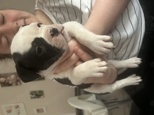 Old Englisch Boxer mix 