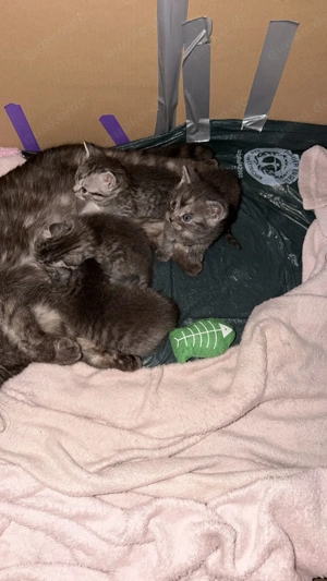 Katzen babys sind erst 4 Wochen alt 