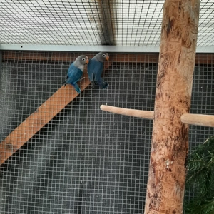 Biete ein junges Pärchen Agaporniden von 6 Monaten an