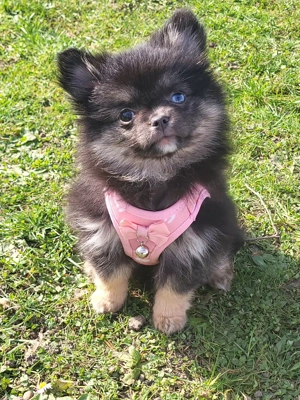 Chihuahua Hündin  mix abzugeben 