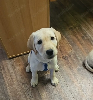 Reinrassiger Labrador Mädchen - Welpe