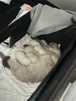 BKH Blue Point & Silver Shaded Bild 3